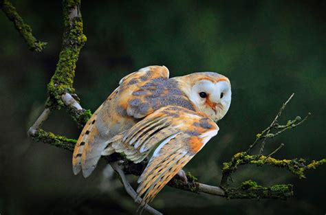Barn Owl Migration Bing Wallpaper Download