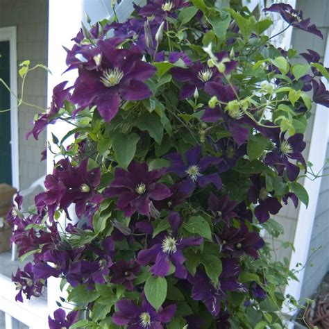 Often from tropical climates, the brightly coloured flowers on climbing annuals can be transporting. 46 best images about garden vines on Pinterest