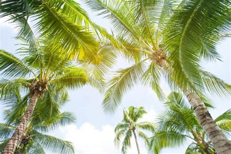 Coconut Palm Trees Perspective View Stock Photo Image Of Flora