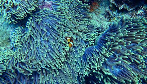 Free Images Underwater Coral Reef Invertebrate Clown