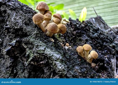 Edible Armillaria Ostoyae Mushroom Commonly Known As Honey Mushroom