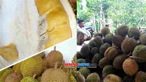 A standard serving (with ice cream) is rm5 and you can opt for as many additional fruit. Kampung Wisata Cisangkal Penghasil Buah Durian Terbanyak ...