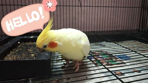 Maybe you would like to learn more about one of these? BIRDS | PARROTS | CRESTED COCKATIELS | कलगी वाले पक्षी ...