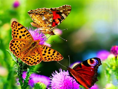 Download Gambar Wallpaper Komputer
