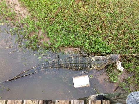 12 Foot Alligator Caught In Lake Corpus Christi