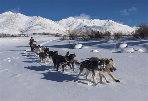 Dog Sledding Facts That Are Great And Fun To Know