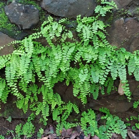 Adiantum Raddianum Fragrantissimum Delta Maidenhair Fern