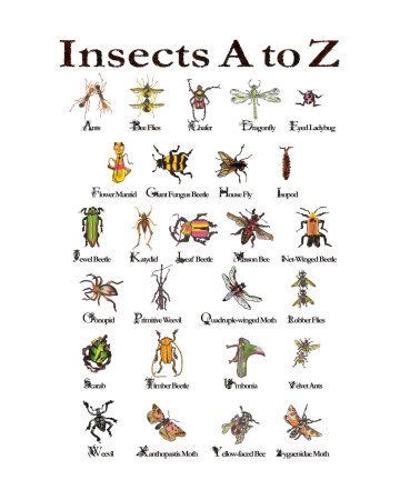 There is the queen ant, male ant and female worker. Insects A to Z | Insects, Insects preschool, Minibeasts