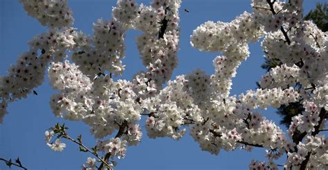 Bees Feeding From Cherry Blossom In Spring Free Stock Video Footage