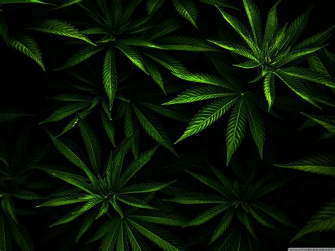 Weed 3d Wallpapers Wallpaper Cave