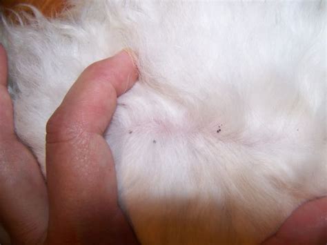 What Do Flea Eggs Look Like On Cats Fur Cat Meme Stock Pictures And Photos