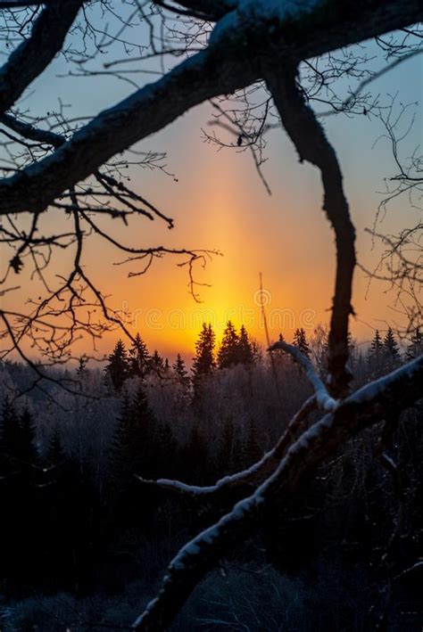Cold Sunrise In Winter Forest With Sun Light Pillar Stock Image Image