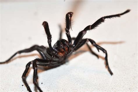 Top 10 Most Deadly Spiders In Australia Infographic