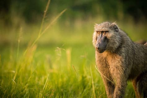 Beginners Guide To Uganda Wildlife Safari Photography