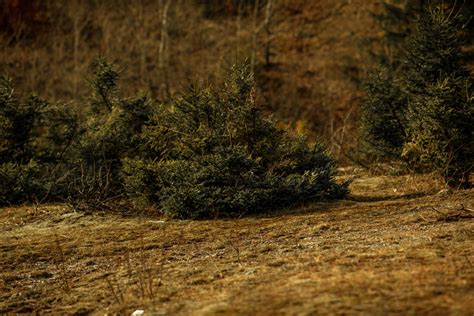 fotos gratis paisaje árbol naturaleza bosque césped desierto rama planta madera luz