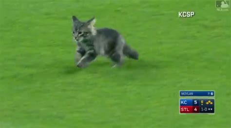 Rally Cat Interrupts St Louis Cardinals Game In Most Amazing Way