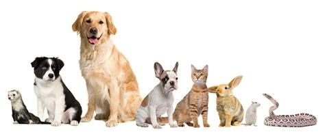 Vet Clinic PNG Transparent Vet Clinic.PNG Images. | PlusPNG