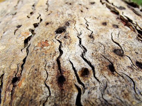 Free Images Tree Nature Branch Wood Texture Leaf Trunk Bark