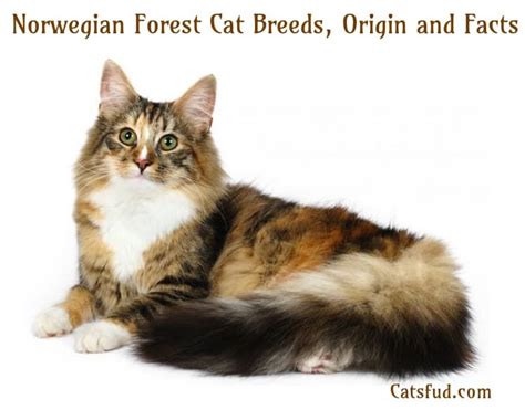 Norwegian Forest Cat Breeds Origin And Facts Catsfud Cats Cats