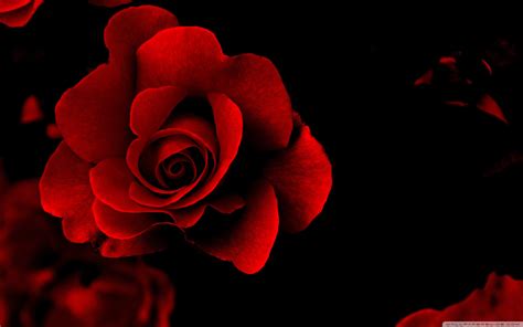 Red Rose Wallpapers And Images Wallpapers Pictures Photos