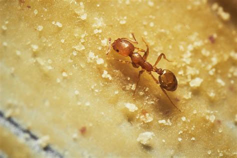 Red Imported Fire Ants A North Carolina Homeowners Guide