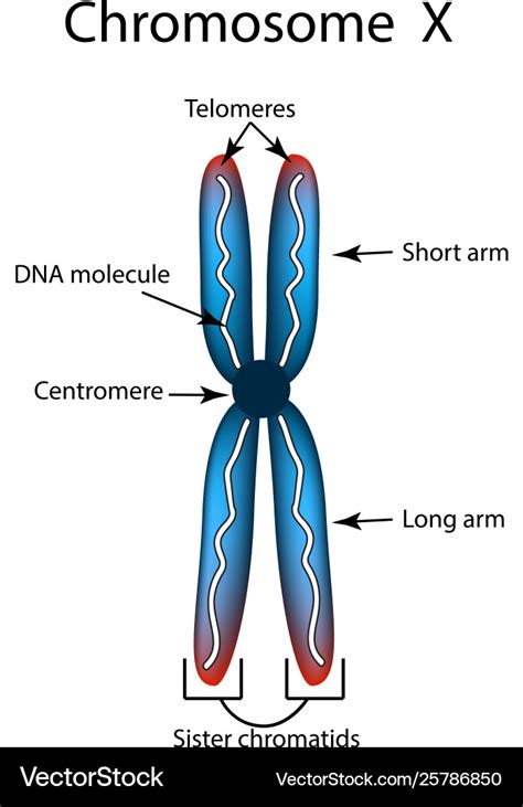 Diagram Of Chromosome