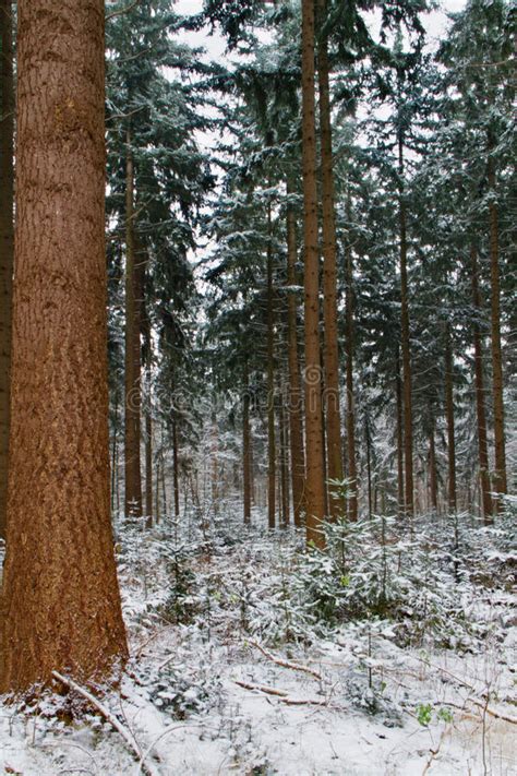 Douglas Fir In Winter Stock Image Image Of Tall Tree