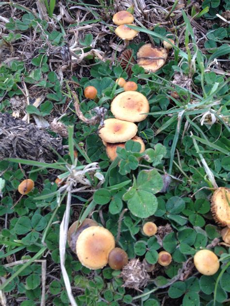 Golden Top Mushrooms Victoria Id Help Mushroom Hunting And