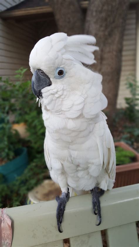 A great quality see mixture, some high protein crumble food, vitamin d3 calcium supplement and a scattering of fruit and vegetables is what. Very Friendly Umbrella Cockatoo Parrots for Sale