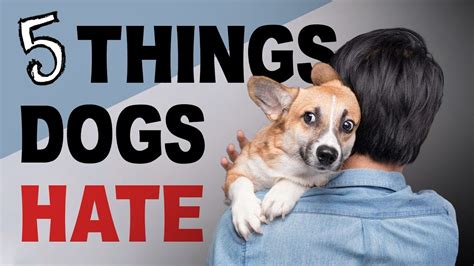 5 Things Dogs Hate Youtube