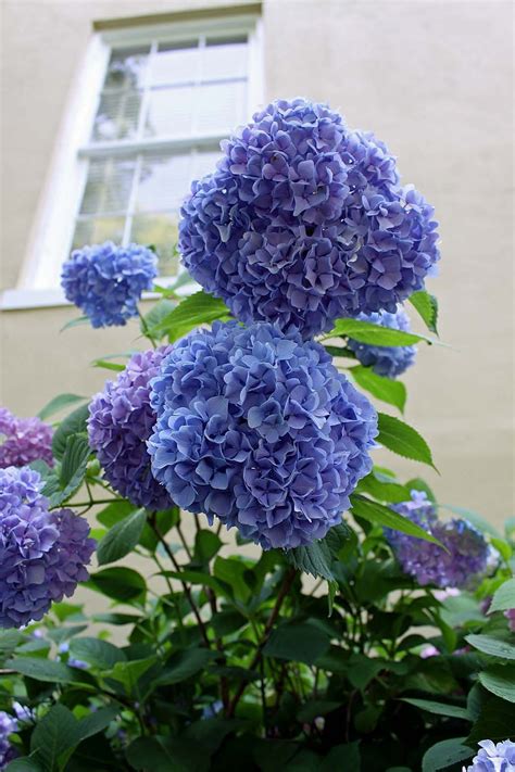 Blue Mophead Hydrangeas In The Garden Beautiful Hydrangeas Hydrangea