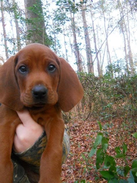 Coonhound Puppy Redbone Coonhound Coon Hunting Hunting Dogs Cute