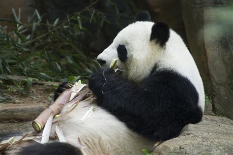 Panda Updates Monday June 1 Zoo Atlanta