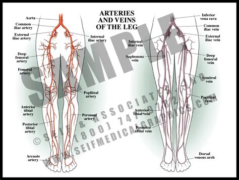 Arteries And Veins Of The Leg Sanda Medical Graphics