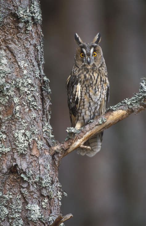 Long Eared Owl Scotland Birds Of Prey Long Eared Owl Birds