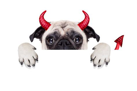 Devil Pug Dog With Horns Stock Photos Pictures And Royalty Free Images