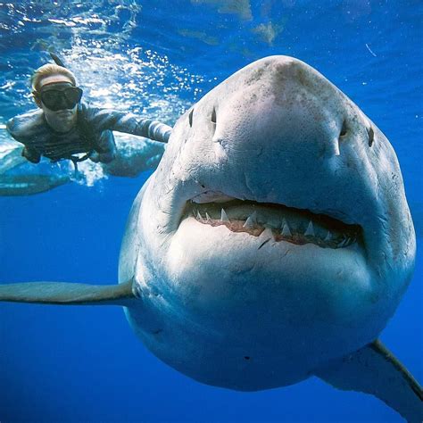 Estos Buceadores Nadaron Con Un Tiburón Blanco Gigante Y Las Imágenes