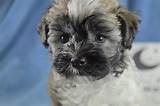 We just kept a female from our last litter.she will be ready to have babies in 2021 as you see i introduce them as my kids. Havanese Puppies for Sale | Royal Flush Havanese