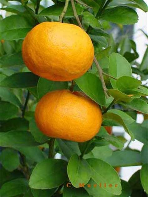 'Changsha' citrus