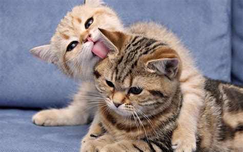 Two Kittens Playing | Full HD Desktop Wallpapers 1080p