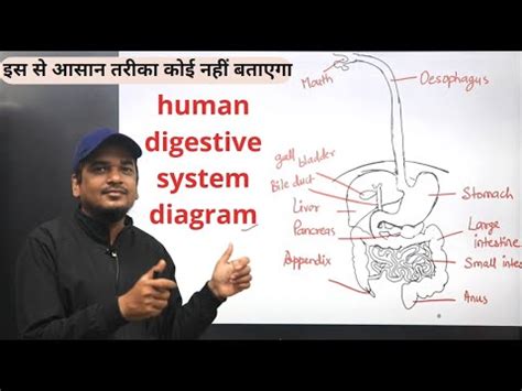 How To Make Digestive System In Easy Steps Youtube