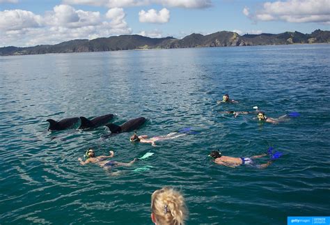 Swimming With Dolphins Paihia Bay Of Islands North Island New