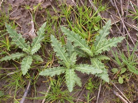 Weed Of The Month Series Thistle Organo Lawn