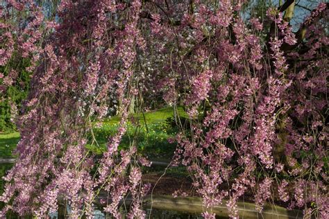 Double Flowering Weeping Cherry Tree Best Flower Site