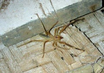 It is in the middle of the food web, because bigger animals easily eat them. camel spider - Wiktionary