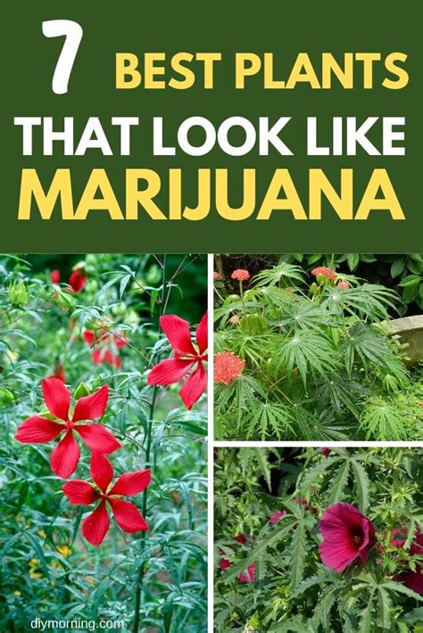 Laced weed is found everywhere and you need to know how to detect it. 7 Best Plants That Look Like Weed (Completely Legal) - DIY ...