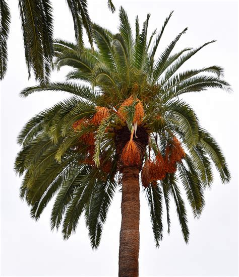 Canary Island Date Palm Climatewatch Australia Citizen Science App