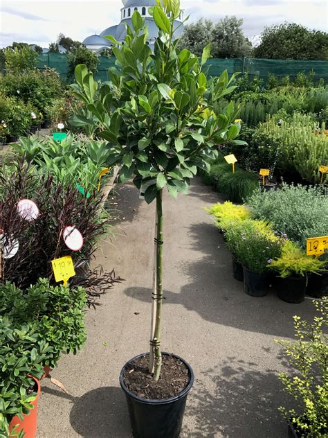 Laurus Nobilis Bay Tree Standard Westlake Nursery