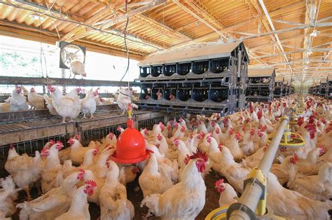 Poultry Breeding Farm Photograph By Photostock Israelscience Photo