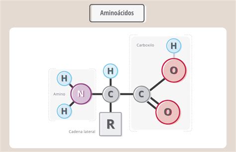 Proteínas São Polímeros De Aminoácidos Modisedu
